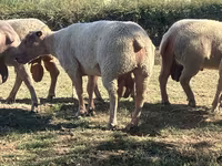 Baran, Charollais sheep — zdjęcie 1