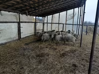 Baran, Romanov sheep — zdjęcie 1