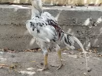 Chickens — photo 3