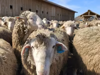 公羊, Sheep — 照片 4