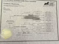 Kobyła, Rocky Mountain Horse — zdjęcie 5