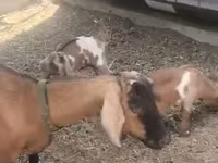 Goat, Czech Brown Shorthaired goats — photo 3