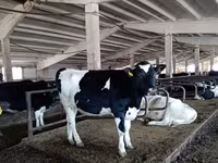 Kuh, Holstein-Rasse — Foto 7