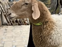 Sheep, Awassi sheep — photo 7