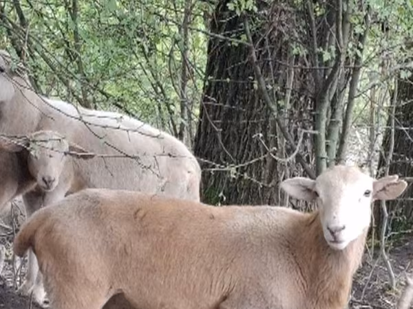 Baran, Katum sheep