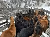 Koń, Konie — zdjęcie 1