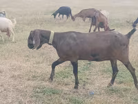 Ziege, Nubian Goat — Foto 1