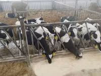 Byk, Rasa jerseyjska — zdjęcie 4