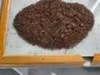 Рапсовый жмых — foto 2