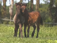 Hengst, American shetland pony — Foto 4