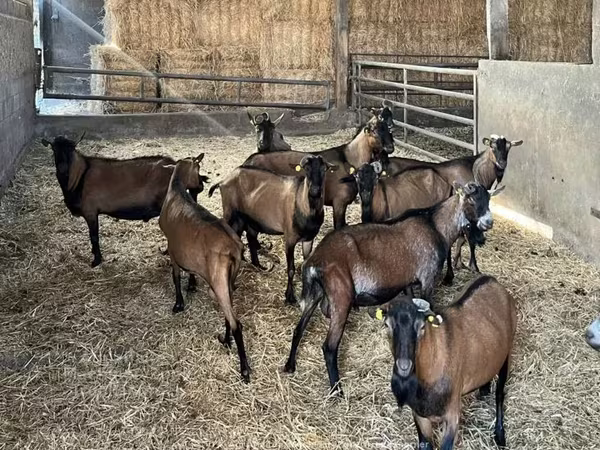 बकरी, Alpine goat