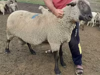 Widder, Hampshire sheep — Foto 3