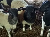 Baran, Dorper sheep — zdjęcie 2