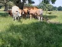 Toro, Partenaise cattle — foto 2