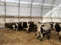 Bull, Holstein breed — photo 2