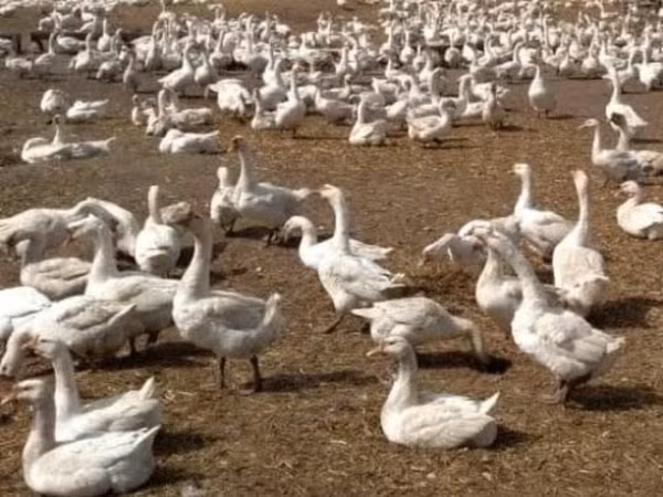 Geese — Rosja