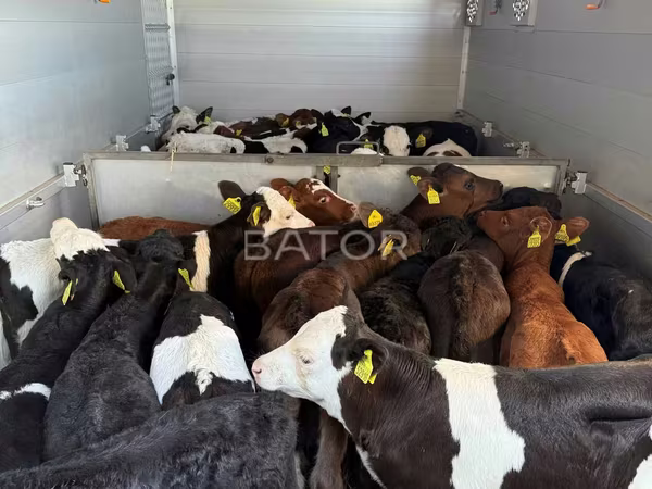 Byk, Simmental cattle — Polska