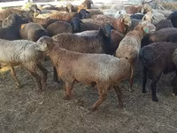 Baran, Edilbay sheep — zdjęcie 2
