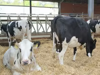 母牛, Ayrshire — 照片 4