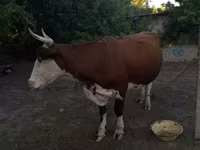 Vaca, Ganado vacuno — foto 6