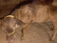 Cow, Ukrainian Brown Dairy Cattle — photo 5
