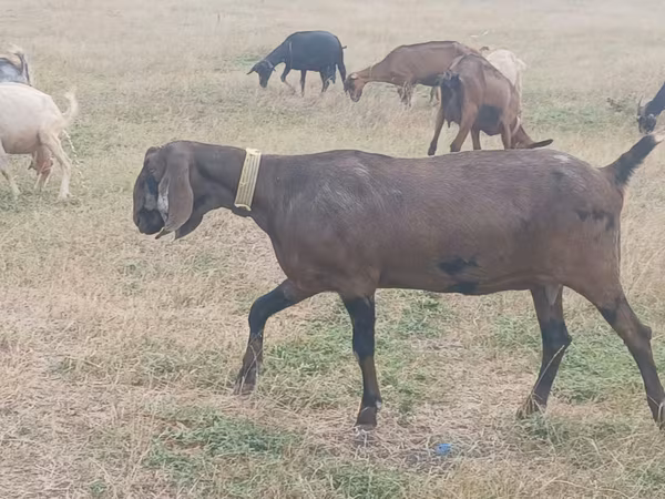 Koza, Nubian Goat