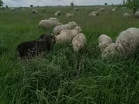 Ram, Merino sheep — photo 2