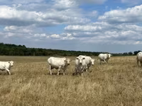 Krowa, Charolais cattle — zdjęcie 3