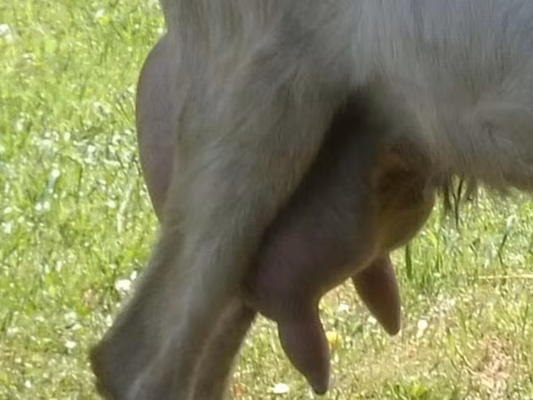 Kozioł, Kozy — Rosja