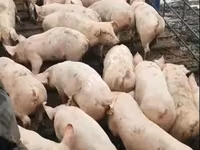 Locha, Świnie — zdjęcie 6