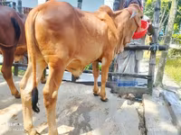 Bull, Cattle — photo 2