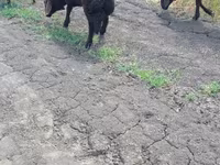 मेढ़ा, Baerchuke sheep — फ़ोटो 2