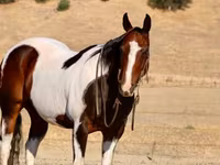 حصان, National Show Horse — الصورة 7