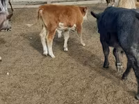 Krowa, Bydło — zdjęcie 2