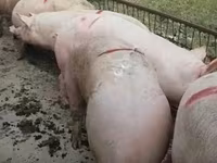 Sow, Pigs — photo 6