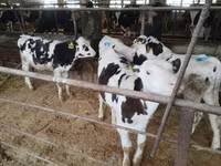 Bulle, Holstein-Rasse — Foto 1