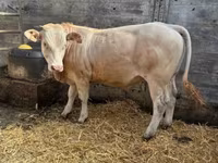 Bull, Blonde d’Aquitane cattle — photo 2