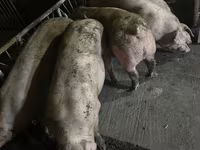Porci de casa — photo 2