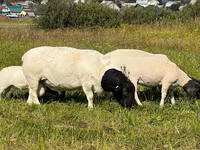 Widder, Dorper sheep — Foto 3