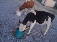 Bulle, Swiss cattle — Foto 7