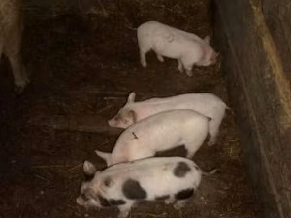 公猪, Pigs