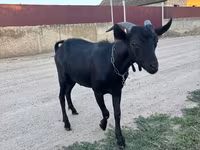 बकरा, Murcia-Granada goats — फ़ोटो 2