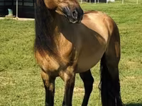Kobyła, Rocky Mountain Horse — zdjęcie 2