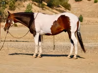 حصان, National Show Horse — الصورة 8