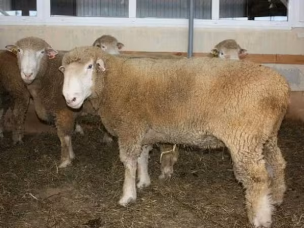 Baran, Dorset down sheep — Rosja