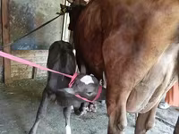 Vaca, Red Estonian cattle — foto 3