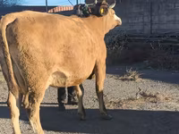 Cow, Simmental cattle — photo 5