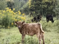 Byk, Krowa gallowajska — zdjęcie 2
