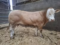 Byk, Blonde d’Aquitane cattle — zdjęcie 1