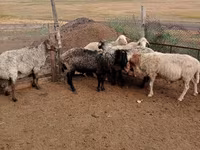 Baran, Owce — zdjęcie 2